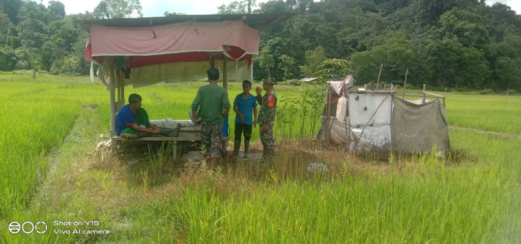 Memantau Persawahan di Blang Senubok